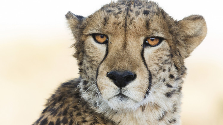 Indianapolis Zoo awarded $350,000 in grants to conservation projects around the world. - Cheetah Conservation Fund