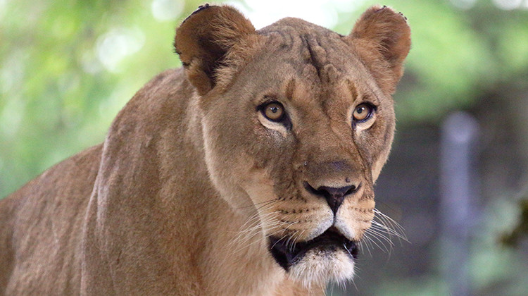 The Indianapolis Zoo said its oldest African lion, Zuri, continues to be treated for respiratory symptoms after testing positive for the Delta variant of COVID-19 on Oct. 14. - Carla Knapp/Indianapolis Zoo