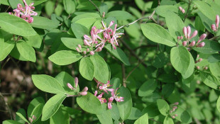 Indiana Panel Adopts Rule Making Invasive Plants Illegal