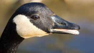 Police: Goose Attacks 2 People In Suburban Indianapolis