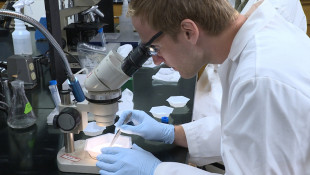 Tick Tests Often Inaccurate Indiana Experts Say