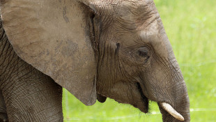 4th Indianapolis Zoo Elephant Contracts Deadly Virus
