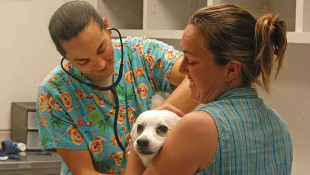 IACS Confrims Spike In Parvo, Urges Owners to Vaccinate Pets