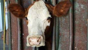 Report: Livestock Farms Good For Economy Despite Opposition