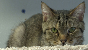 Animal Cruelty Changes Give Prosecutors More Tools
