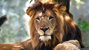 Female Lion Kills Longtime Mate At Indianapolis Zoo