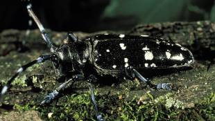 Indiana Residents Urged To Check Trees For Asian beetle
