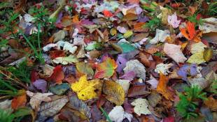 Cool, Wet Weather May Shorten Fall Foliage Season