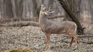 State Park Sites Scheduled To Close For Deer Hunts