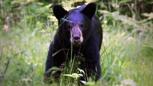 Expert: Black Bear Sightings Likely To Become More Common In Indiana