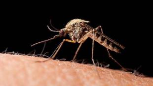 4 Indiana Counties Find Mosquitoes With West Nile Virus