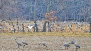 U.S. Supreme Court removes more protections for Indiana wetlands