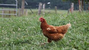 Farm Bureau: New Organic Animal Welfare Rules Would Hurt Farmers