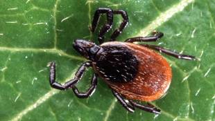 Indiana Health Officials Warn Tick Season Has Arrived