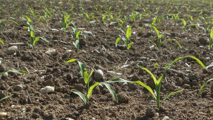 Indiana Farmers Near Planting Completion After Wet Spring