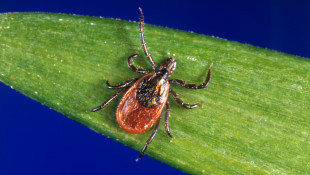 Lyme Disease — And The Ticks That Carry It — Spreads Across The U.S.