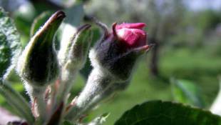 Agricultural Experts: Indiana's Cold Snap Didn't Hurt Crops