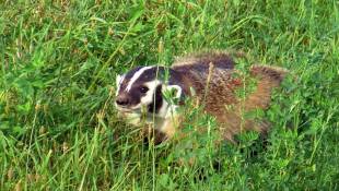 DNR: Indiana Wildlife Donations Fell After Tax Form Change