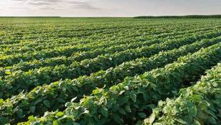 Purdue Experts Say Grain Crop Prospects Continue To Fade