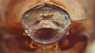 IU Researchers Develop Beetle With Working Third Eye