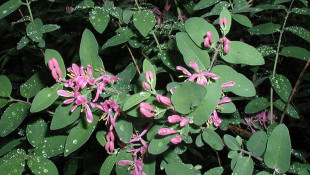 State Moves To Ban Invasive Plants Trade