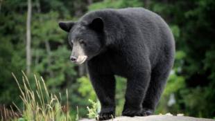 Rare Bear: Confirmed Sighting is Indiana's First in 140 Years