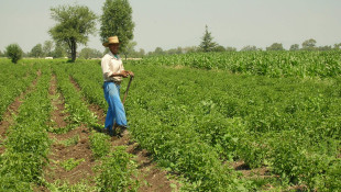 A farmer in a field of chili plants in Mexico that have been irrigated using wastewater. Purdue professor Linda Lee said treated wastewater is good fertilizer for crops. - The Sustainable Sanitation Alliance/Wikimedia Commons