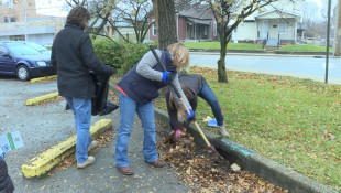 Fall Leaves Can Pollute Urban Waterways