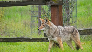 Coyotes are nothing to fear, says Purdue University expert