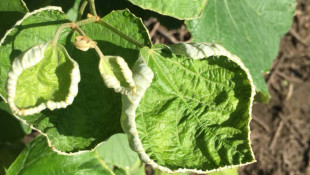 EPA aims to reapprove controversial herbicide. State regulators worry the label is too confusing