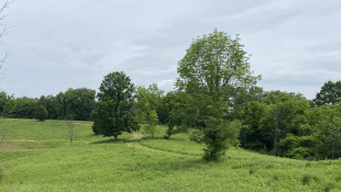 New Dearborn County, Ind. nature preserve is home to rare firefly