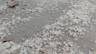 Road salt harms plants and aquatic life. How to use salt more sustainably this winter