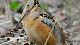 Shelby County first in Indiana to receive Bird Town designation