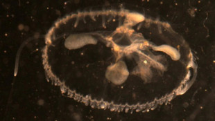The surprising freshwater jellyfish species that calls Indiana home
