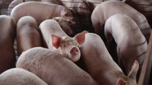 Millions Of Pigs Will Be Euthanized As Pandemic Cripples Meatpacking Plants 