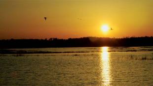 Southwest Indiana Birdwatching Site Grows To More Than 9,000 Acres