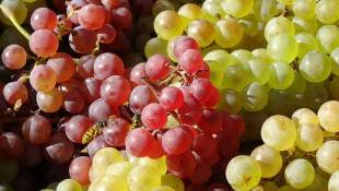 This Cold Snap May Damage Indiana's Grape Crop