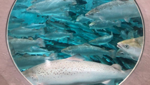 Wisconsin company revives Indiana fish farm previously used for genetically engineered salmon