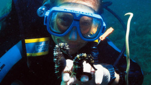 Seahorse Expert Earns 2020 Indianapolis Prize