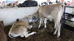 Indiana To Fight Another Food Production Law