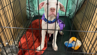 New state law to increase penalties for animal abuse, neglect