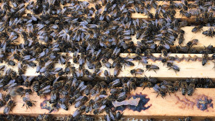 Beekeeping Bill Buzzes To Holcomb's Desk
