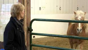 Horse-Assisted Therapy Helps Recovering Addicts