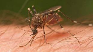 Mosquito Populations Surge In Indianapolis