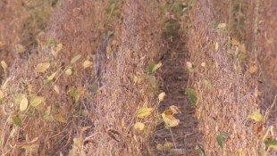 Sen. Mike Braun's Bill Could Help Reward Climate-Friendly Farmers