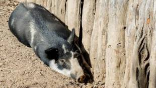 New Company Produces Pig Prone To Diabetes For Research