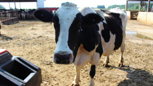 Residents, environmental groups win lawsuit over wetland determination at large dairy farm