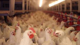 Indiana Trains 300 Prisoners To Combat Avian Flu