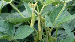Corn Farmers Could Choose Soybeans If Rain Delays Persist