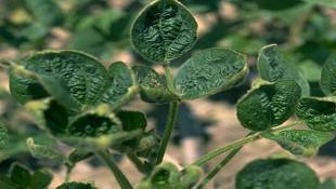 EPA Allows Dicamba For Another Two Years